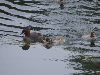 2020年6月27日(土) 井の頭公園の野鳥観察記録