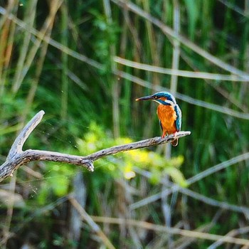 Common Kingfisher Unknown Spots Thu, 5/5/2016