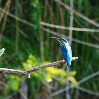 Common Kingfisher Unknown Spots Thu, 5/5/2016