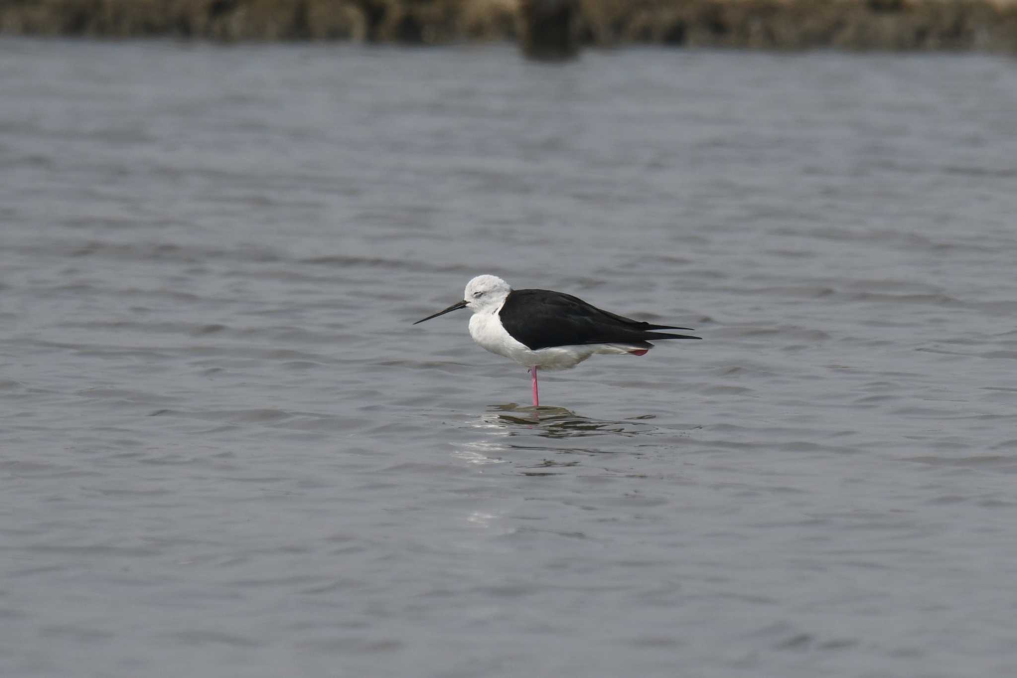 Black-winged Stilt