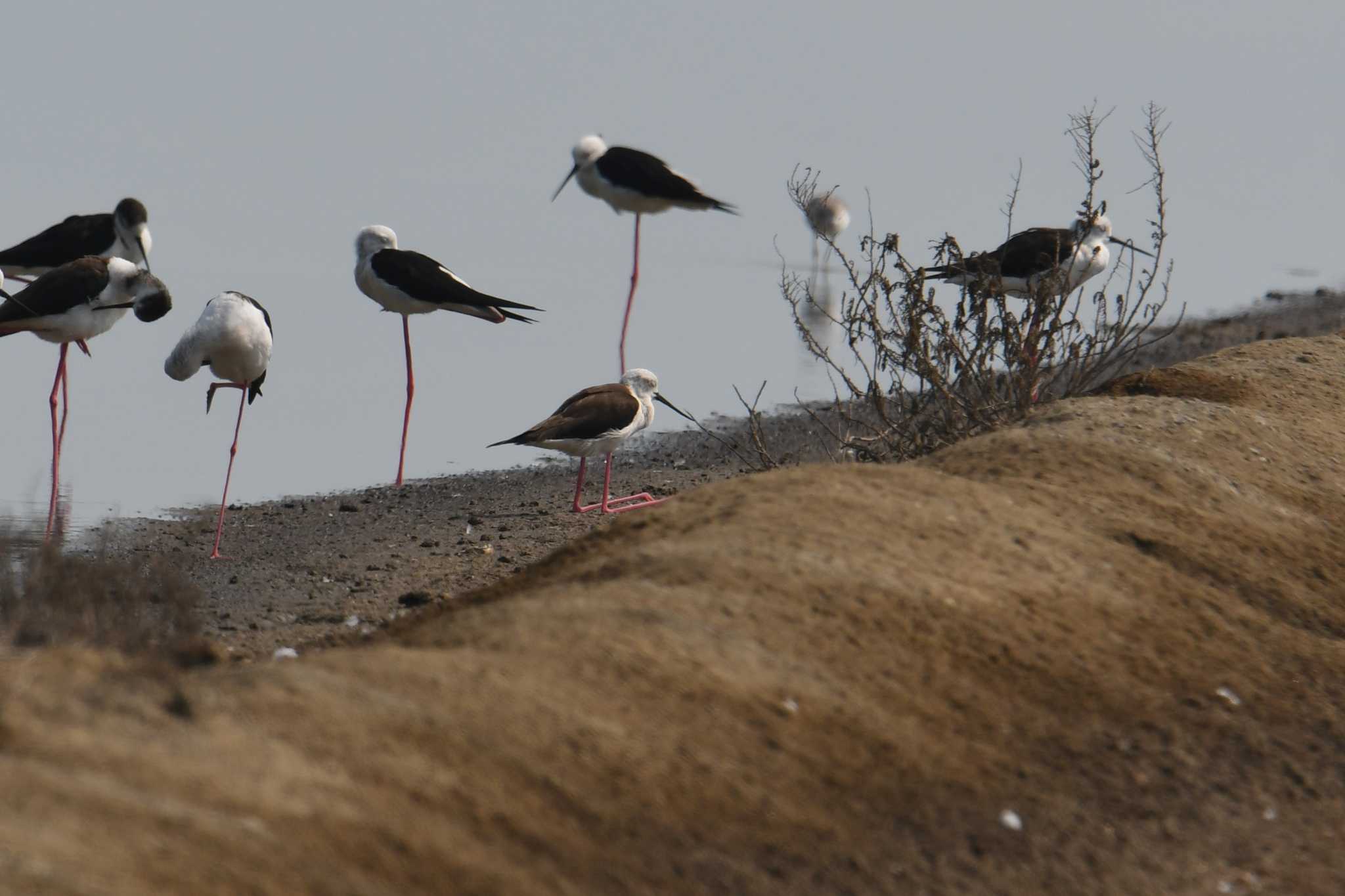 Black-winged Stilt