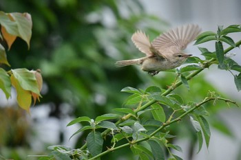 Oriental Reed Warbler 愛媛県新居浜市 Sun, 6/28/2020