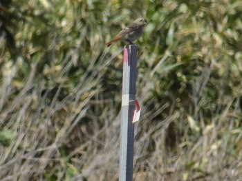 Daurian Redstart 天売島;北海道 Sun, 5/1/2016