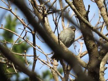 Grey Bunting 天売島;北海道 Sun, 5/1/2016