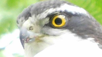 Eurasian Goshawk 野田市 Fri, 6/26/2020