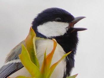 Japanese Tit 野田市 Fri, 6/26/2020