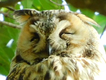 Long-eared Owl 渡良瀬遊水池 Mon, 6/8/2020