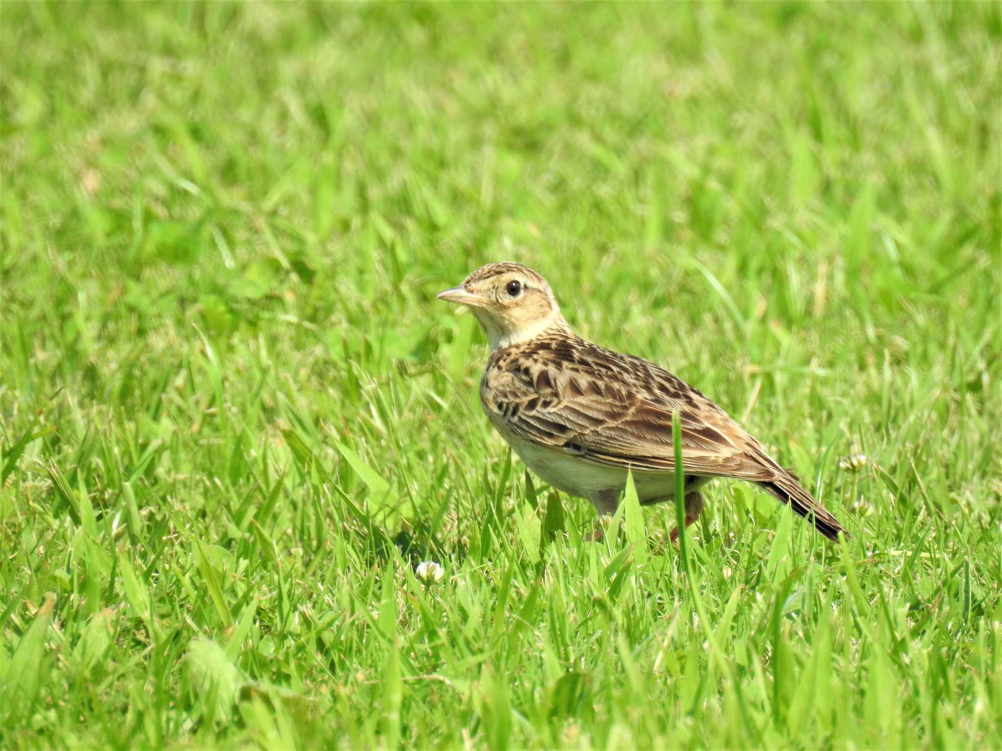 Eurasian Skylark