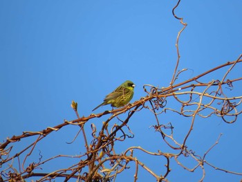 Masked Bunting 天売島;北海道 Mon, 5/2/2016