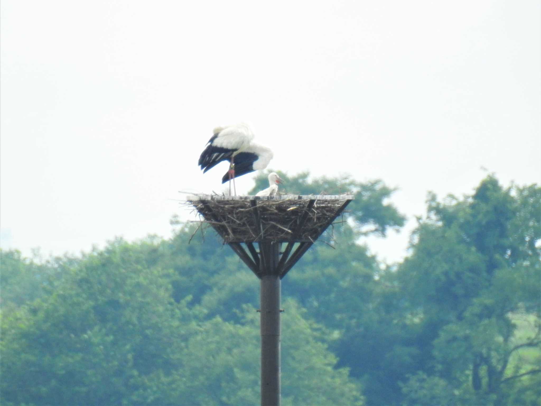 Oriental Stork