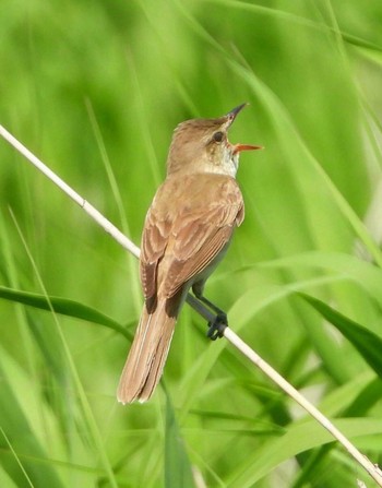 Oriental Reed Warbler Unknown Spots Tue, 6/16/2020