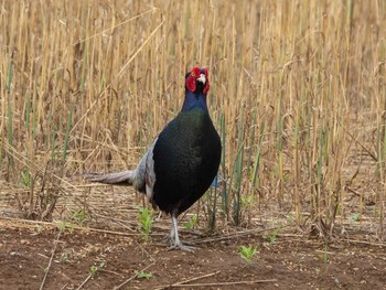 2020年6月20日(土) 浦和美園の野鳥観察記録