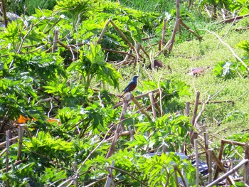 Blue Rock Thrush 天売島;北海道 Mon, 5/2/2016