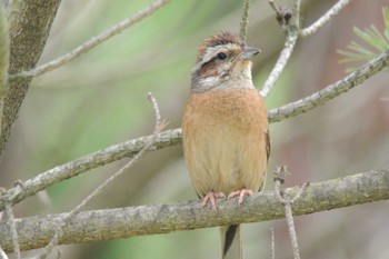 Meadow Bunting 西宮市山口町 Mon, 6/29/2020