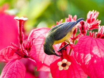 Ornate Sunbird Gardens by the Bay (Singapore) Sun, 6/28/2020