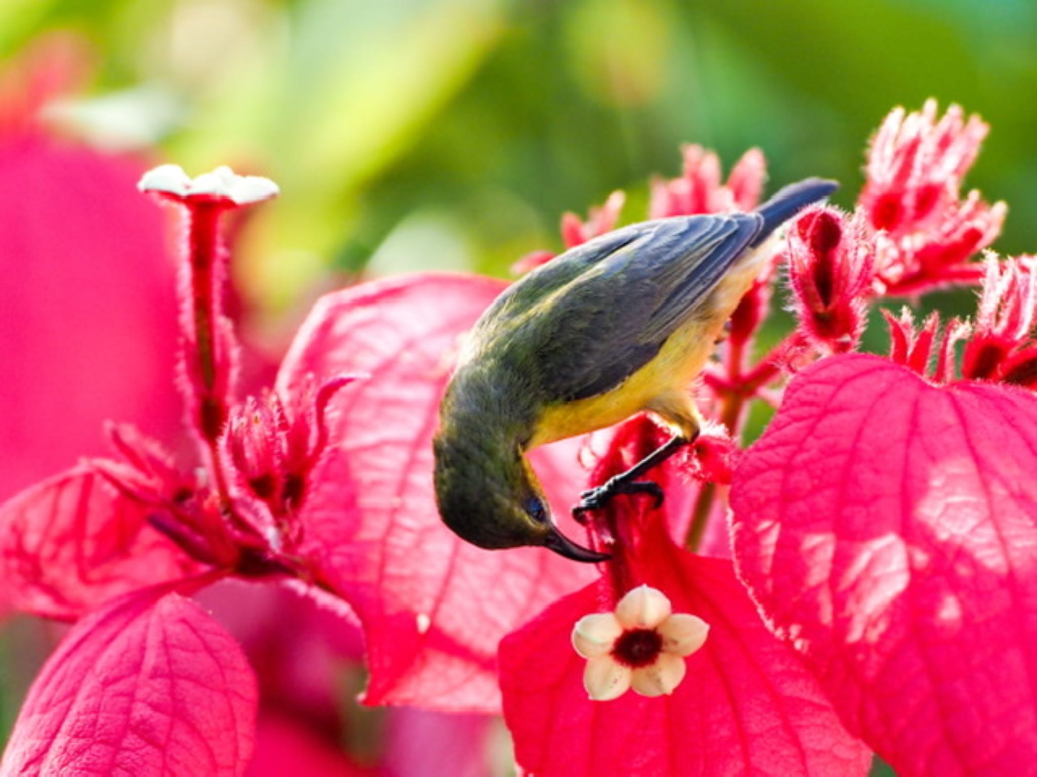 Ornate Sunbird