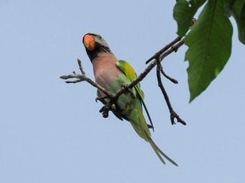 Sun, 6/28/2020 Birding report at Jurong Lake Gardens