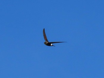 Pacific Swift 室蘭 Sun, 6/7/2020