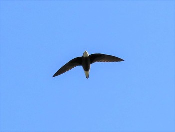 White-throated Needletail 北海道　空知 Sun, 6/21/2020