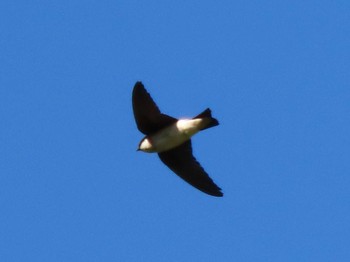 Asian House Martin 北海道　空知 Sun, 5/31/2020