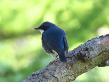 Siberian Blue Robin 北海道　空知 Thu, 6/4/2020