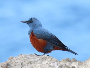 Blue Rock Thrush 室蘭 Sun, 6/7/2020