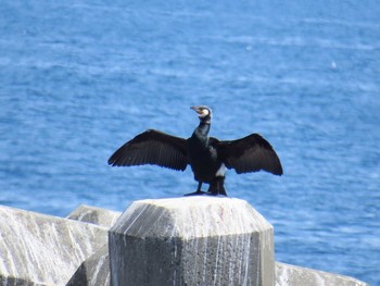 Japanese Cormorant 天売島;北海道 Mon, 5/2/2016