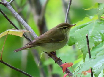 Kamchatka Leaf Warbler 北海道　空知 Tue, 6/9/2020