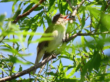 Oriental Reed Warbler 宮島沼 Sun, 6/21/2020