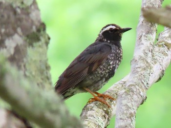 Siberian Thrush 北海道　空知 Fri, 6/12/2020