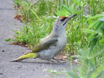 Grey-headed Woodpecker 北海道　空知 Fri, 6/12/2020