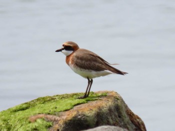 Siberian Sand Plover 鵡川 Wed, 6/10/2020