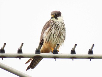 Eurasian Hobby 北海道　空知 Mon, 6/15/2020