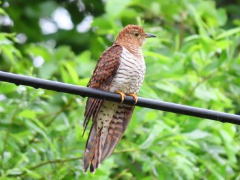 Oriental Cuckoo 北海道　空知 Sat, 6/27/2020