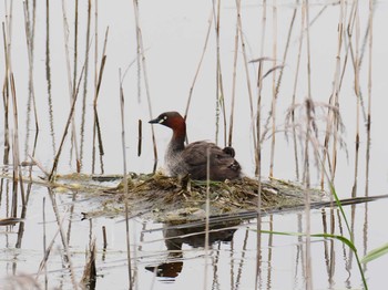 2020年6月21日(日) 兵庫県明石市の野鳥観察記録