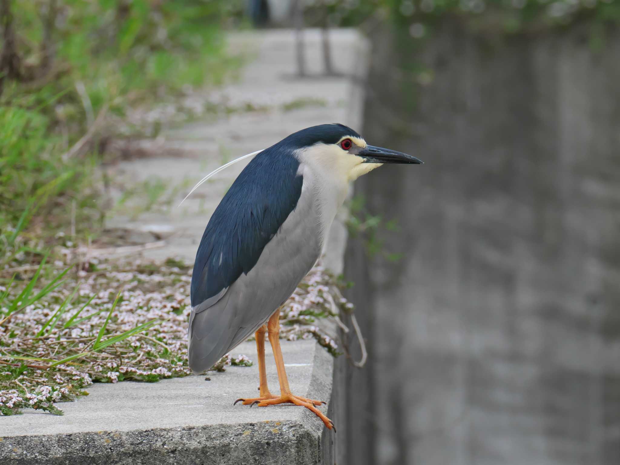 兵庫県稲美町 ゴイサギの写真 by 禽好き