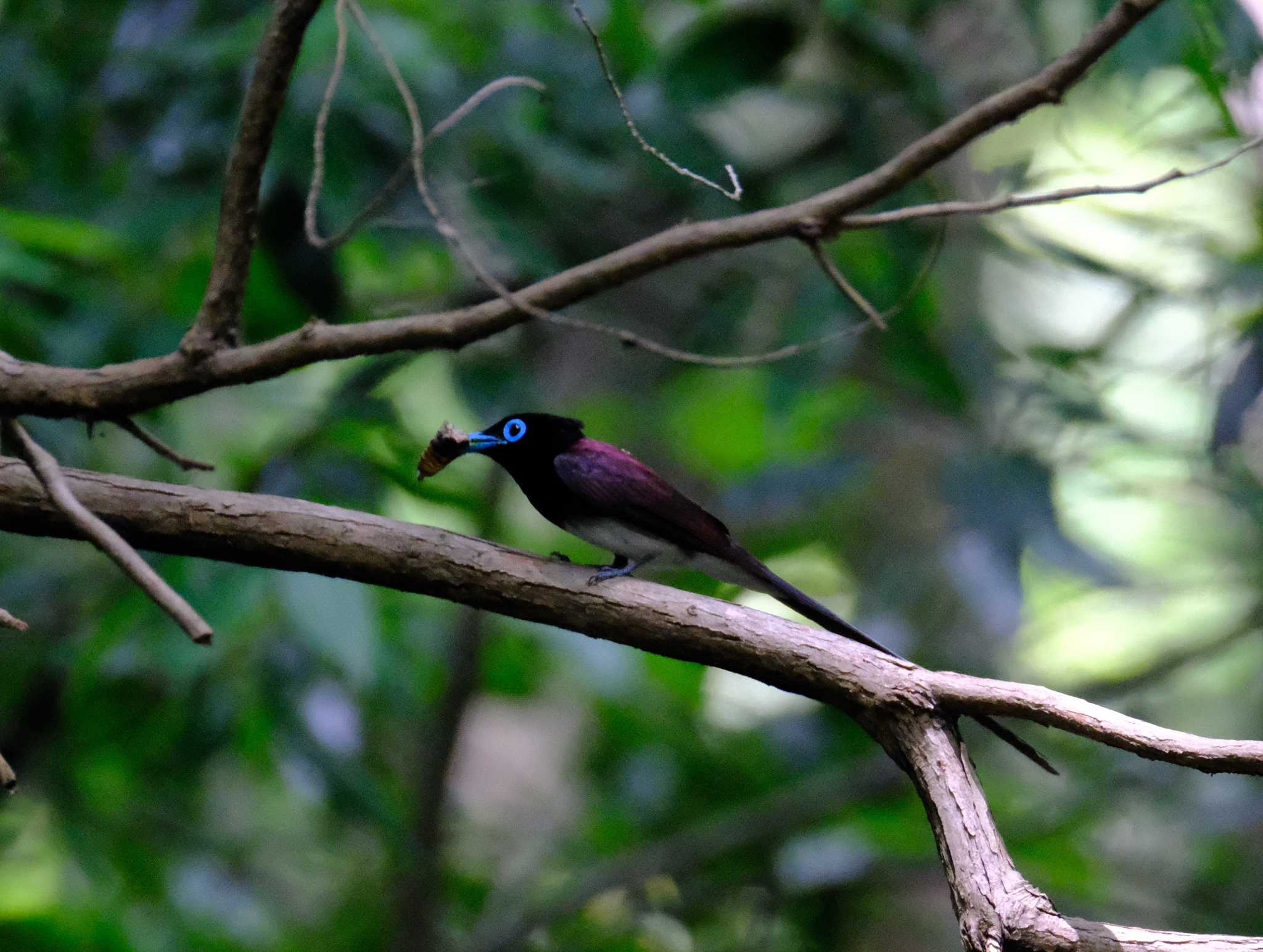 Photo of Black Paradise Flycatcher at 八王子城址 by taiga