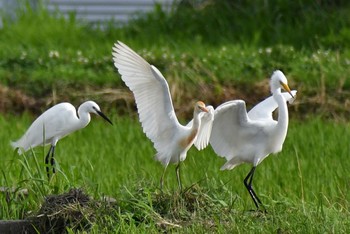 アマサギ 場所が不明 2020年6月28日(日)