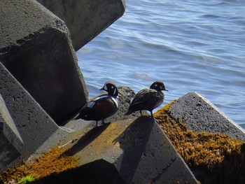 Harlequin Duck 天売島;北海道 Mon, 5/2/2016