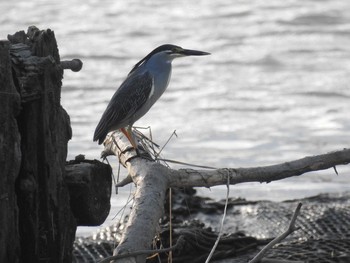 2020年6月29日(月) 荒川河川敷の野鳥観察記録