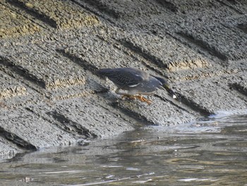 Striated Heron 荒川河川敷 Mon, 6/29/2020