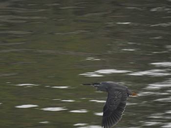 Striated Heron 荒川河川敷 Mon, 6/29/2020