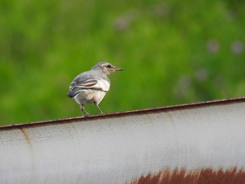 White Wagtail 荒川河川敷 Mon, 6/29/2020