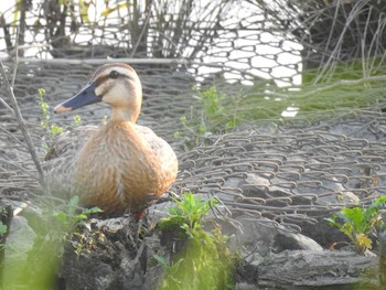 Eastern Spot-billed Duck 荒川河川敷 Mon, 6/29/2020