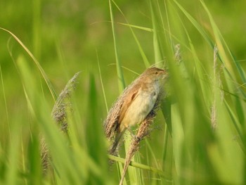 Oriental Reed Warbler 荒川河川敷 Mon, 6/29/2020