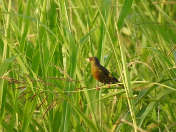 Grey-capped Greenfinch 荒川河川敷 Mon, 6/29/2020