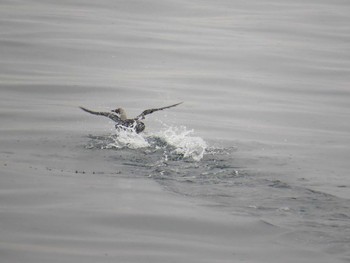 Mon, 5/2/2016 Birding report at 天売羽幌間フェリー航路