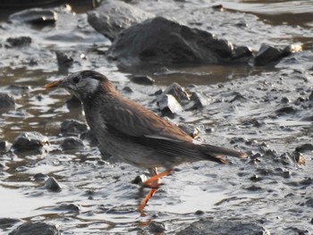 White-cheeked Starling 荒川河川敷 Mon, 6/29/2020