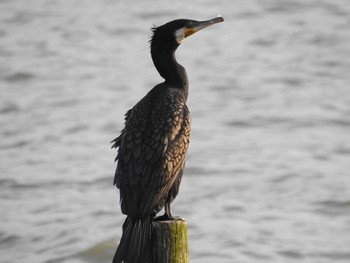 Great Cormorant 荒川河川敷 Mon, 6/29/2020