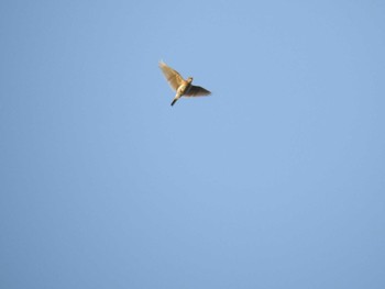 Eurasian Skylark 荒川河川敷 Mon, 6/29/2020